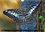 CALVENDO Animaux  Les Papillons - créatures énigmatiques (Calendrier mural 2020 DIN A4 horizontal). Portraits de douze papillons graciles aux couleurs magnifiques, originaires d‘Afrique, d‘Asie et d‘Amérique du Sud (Calendrier mensuel, 14 Pages )