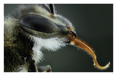 Les Abeilles. Vaillantes et essentielles