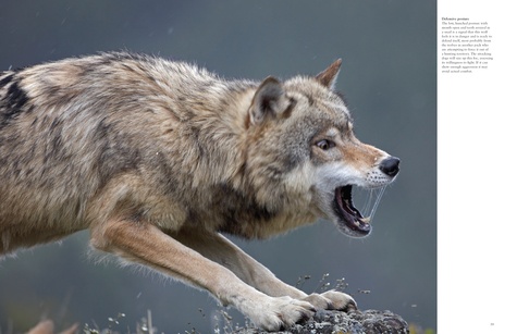 Les loups. Sauvages et fascinants