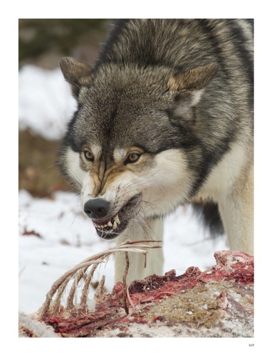 Les loups. Sauvages et fascinants