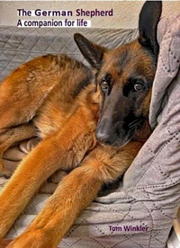 The German Shepherd – a companion for life