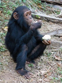 Charlie the Chimps Day Out