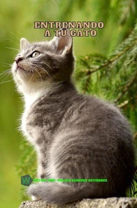 Training Your Cat