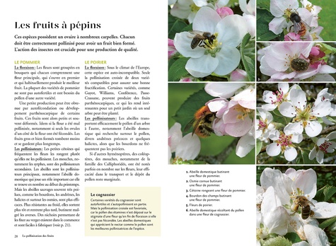 La pollinisation au jardin. Comment ça fonctionne ? Comment favoriser la pollinisation des fruits et des légumes ?