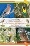 Vincent Gaget - Petites anecdotes sur les oiseaux extraordinaires de France.