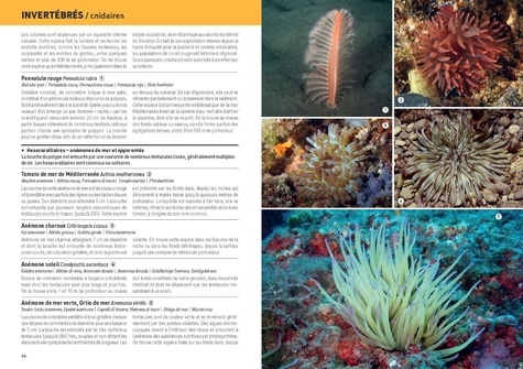 La Méditerranée sous-marine. Guide d'initiation à sa faune et et à sa flore