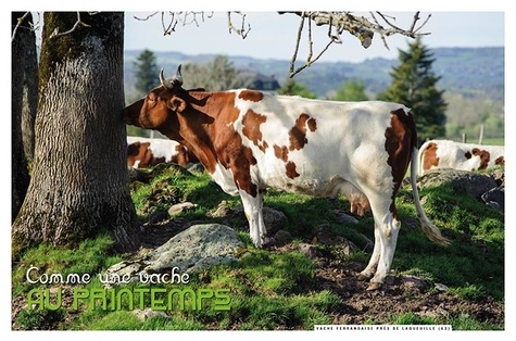 Auvergne, montagne à vache