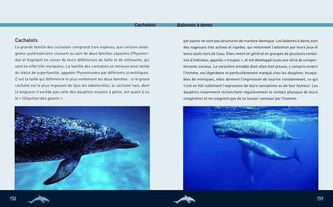 Baleines et dauphins. Espèces, mode de vie, comportement