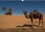CALVENDO Nature  Sahara - Terre d'immensité (Calendrier mural 2020 DIN A3 horizontal). La beauté sans fin, l'étendue et la sérénité du Sahara présentées en 12 tableaux à couper le souffle réalisés par le photographe professionnel, Karl H. Warkentin. (Calendrier mensuel, 14 Pages )