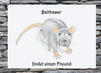 Balthasar findet einen Freund