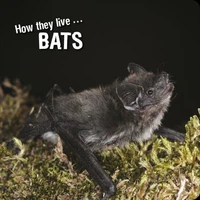 How they live... Bats