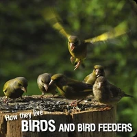 How they live... Birds