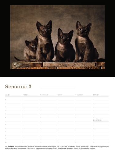 Chats. Calendrier perpétuel 52 semaines