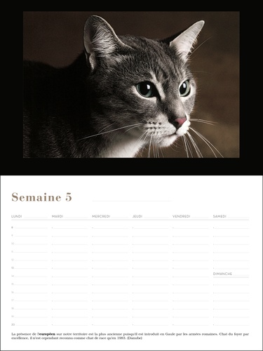 Chats. Calendrier perpétuel 52 semaines