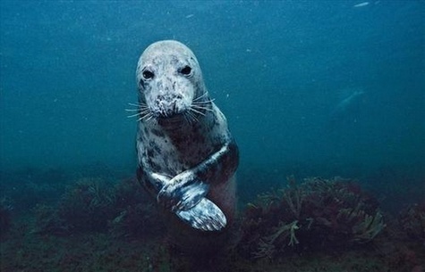 L'homme et la mer