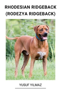 Rhodesian Ridgeback (Rodezya Ridgeback)