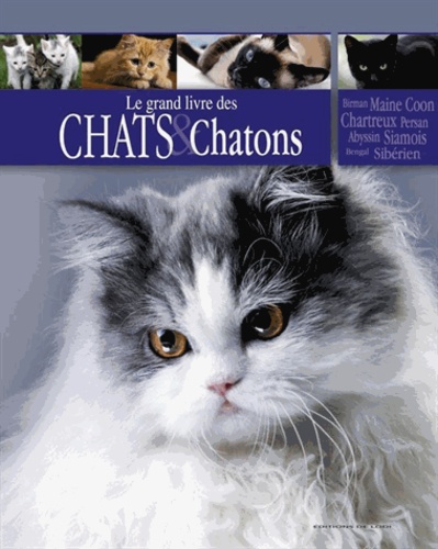 Yvette Clement - Chats et chatons.