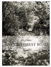 An Old Forest Road