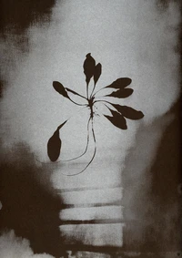 L'herbe aux yeux bleus